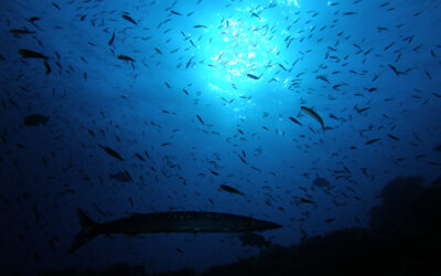 REFUERZO EN LA VIGILANCIA DE LA RESERVA MARINA DE CABO DE PALOS