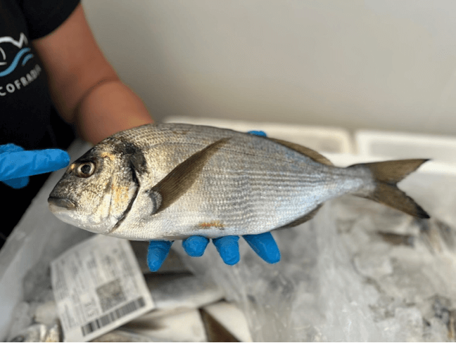 Visitas Técnicas y Sesión de Emprendimiento en la Cadena de Valor del Sector Pesquero y Acuícola de la Región de Murcia