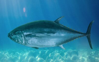 BIBLIOTECA GENÉTICA SOBRE EL ATÚN ROJO