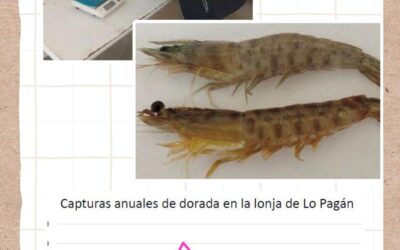 ASESORAMIENTO TECNICO A LA PESCA ARTESANAL DEL MAR MENOR