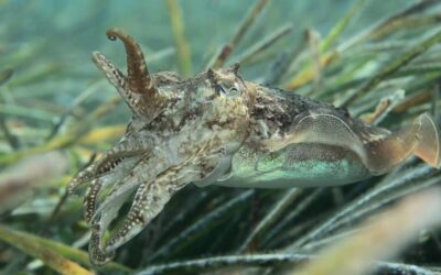 Dos nuevos proyectos GALPEMUR destacan la biodiversidad y tradición pesquera de Cartagena
