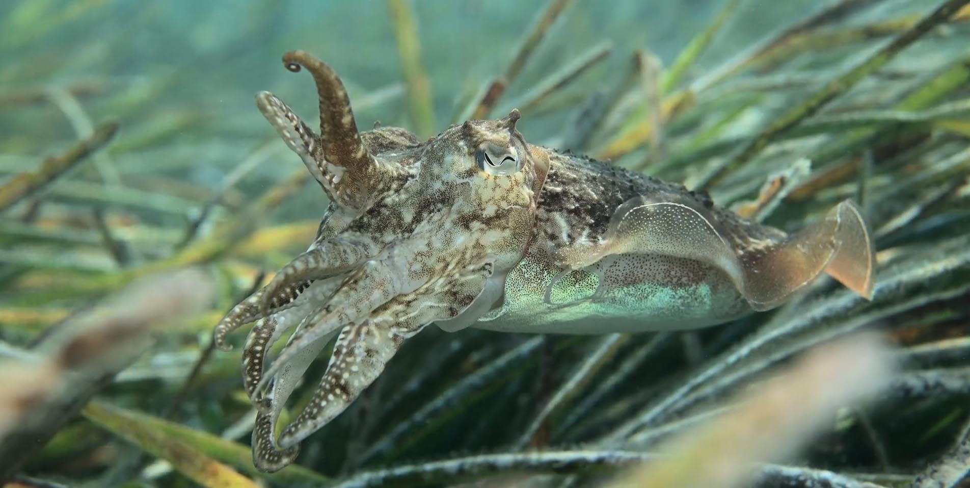 Documental La Costa de los Tesoros: de La Azohía a Cabo de Palos